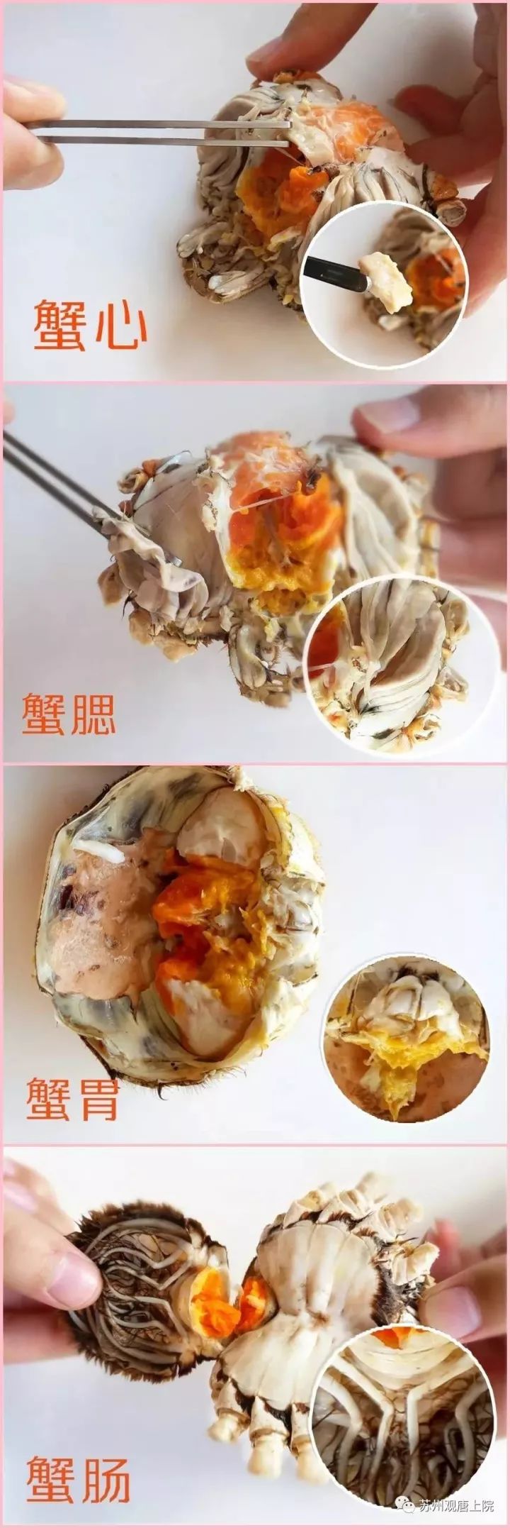 然后掰开蟹钳两边的壳,蟹肉就可以享用了; 饮姜茶 螃蟹性寒,吃完之后