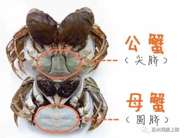 怎么区分螃蟹是公的还是母的?